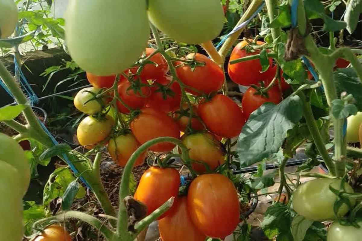 Une agriculture rentable