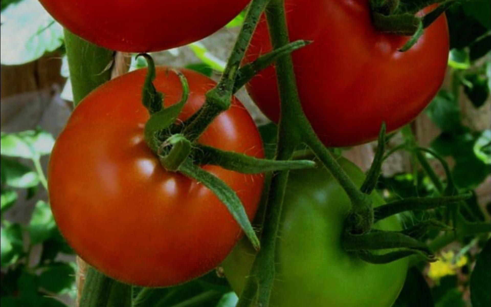 Agriculture hors sol