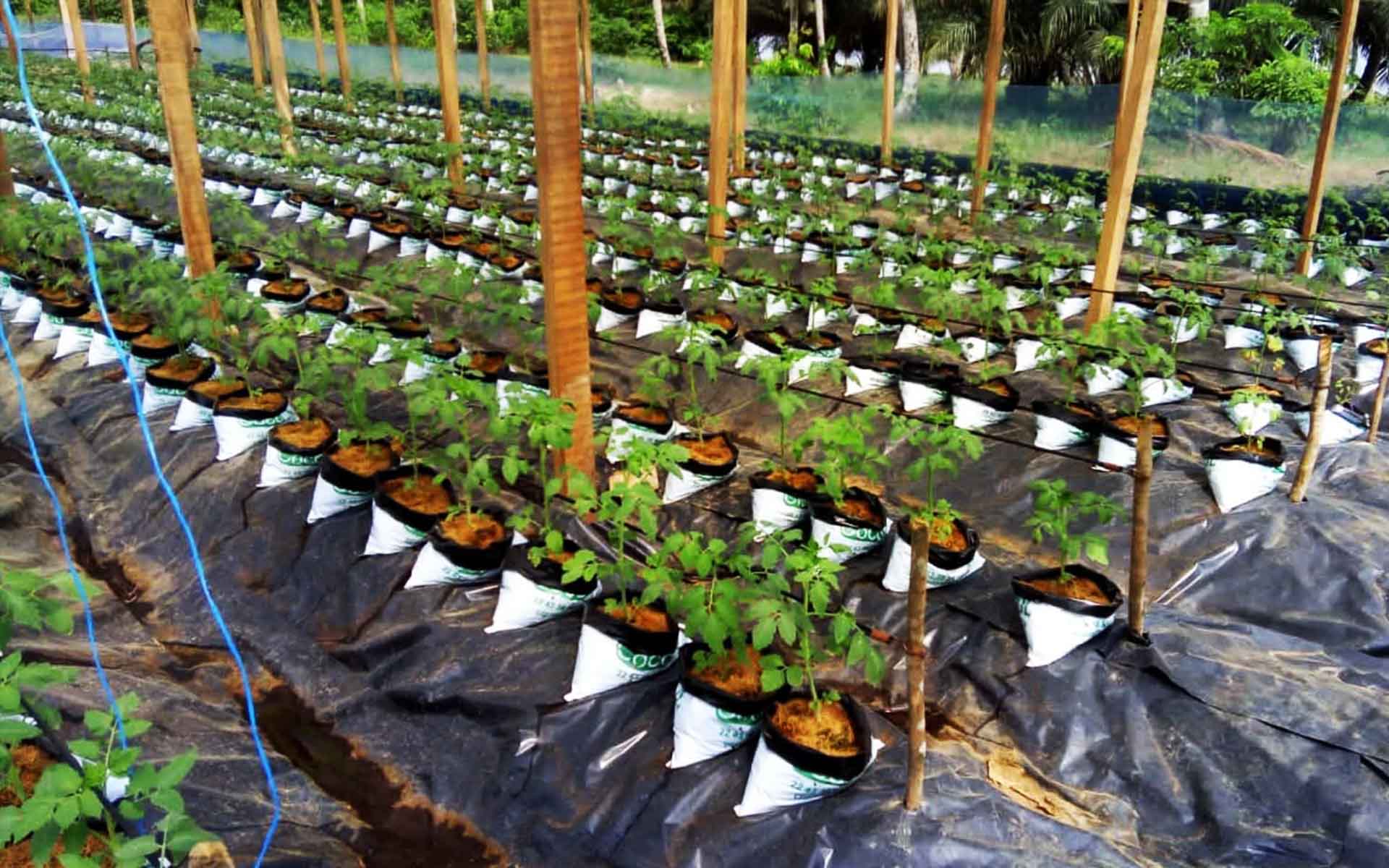 Agriculture hors sol